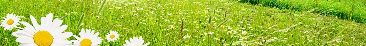 Summer Search Banner
