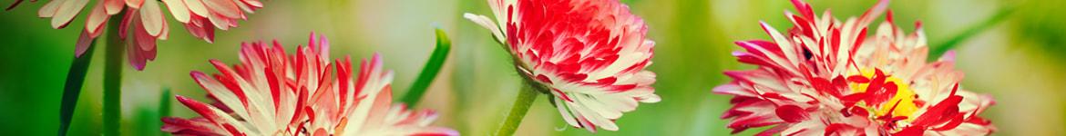 Daisy Flowers Daisy Flowers